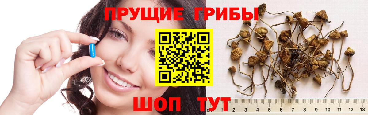 Псилоцибиновые грибы прущие грибы Томск